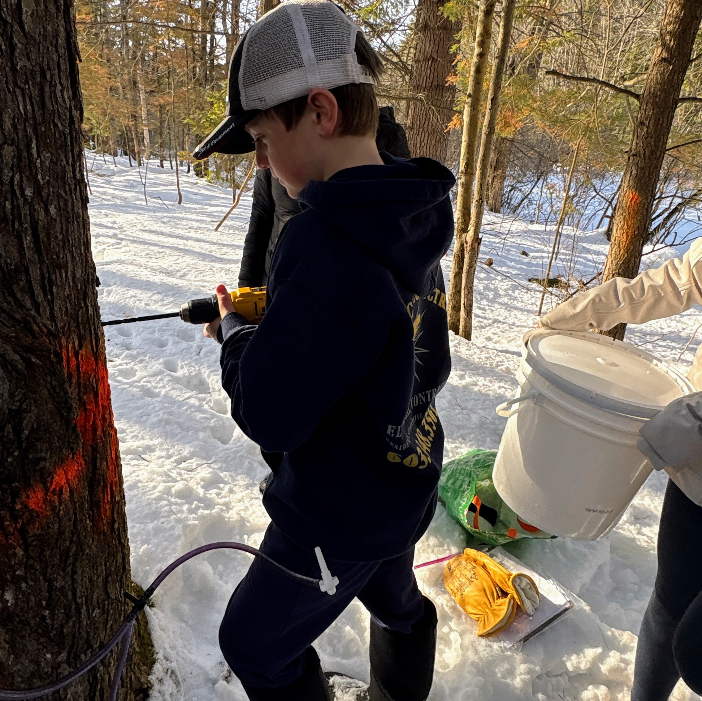 Maple Celebration Preparations